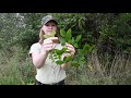 Invasive Plants of Mid-Missouri - Lauren Pile