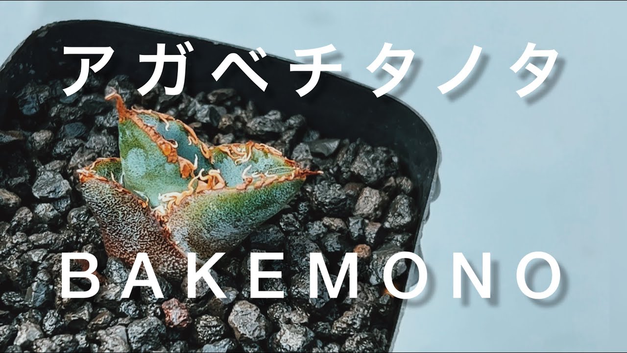 Agave Opening Ceremony] A devilish premonition‼︎ - YouTube