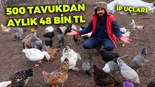 2 YIL ve 500 Tavuktan Aylık 48 Bin TL Kazanç !- Günlük Kaç Yumurta Alırım - Bilinmeyenler