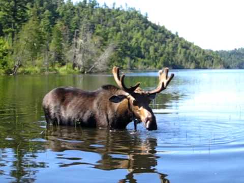 Moose in BWCA - YouTube