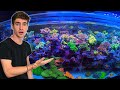 Private Tour of 30,000 GALLON Reef Aquarium SPS Dominant Coral Farm!! - (Top Shelf Aquatics)