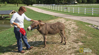 Just a Bit of Donkey Love | Unlikely Animal Friends