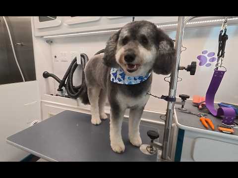 Ashleys Barks And Bubblespopup Modals