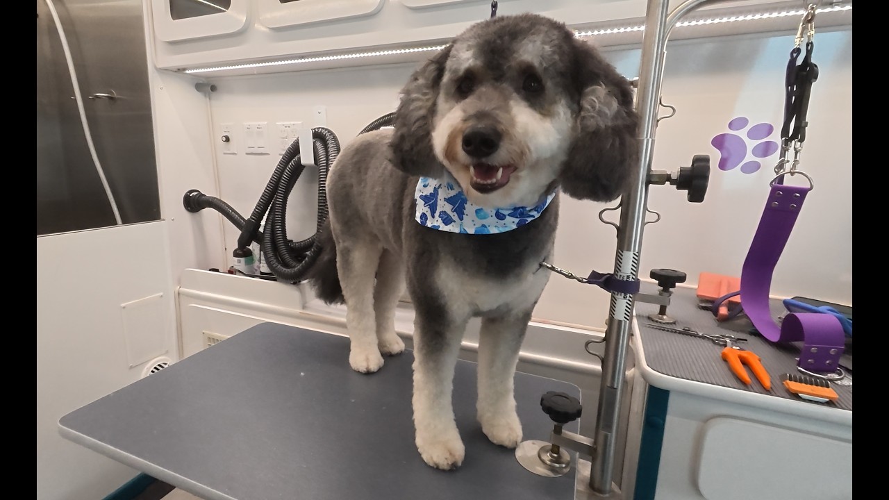 Hazel the Bernedoodle's Mobile Spa Day!