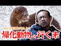 帰化動物の行く末