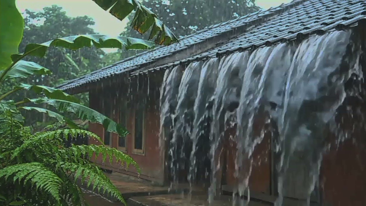 Heavy Rain Sounds in Tropical Countryside | ASMR for Sleep & Stress Relief