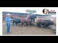 Así salen los toros gordos en Corrales Durán / Reto cinturones