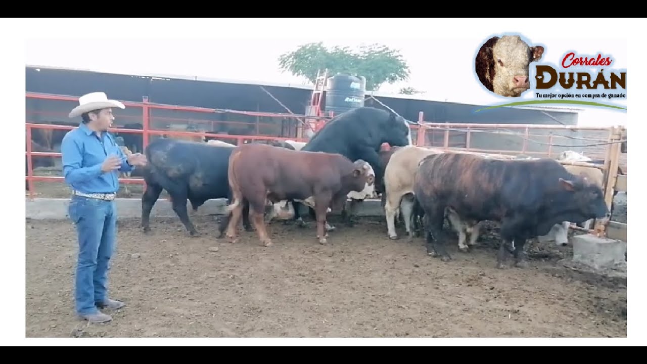 Así salen los toros gordos en Corrales Durán / Reto cinturones YouTube