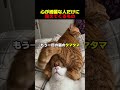 めちゃくちゃきれいなハートで草