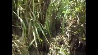 Machete cutters halfway up the summit of Agrigan Island, CNMI