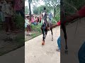 Horse dance naag