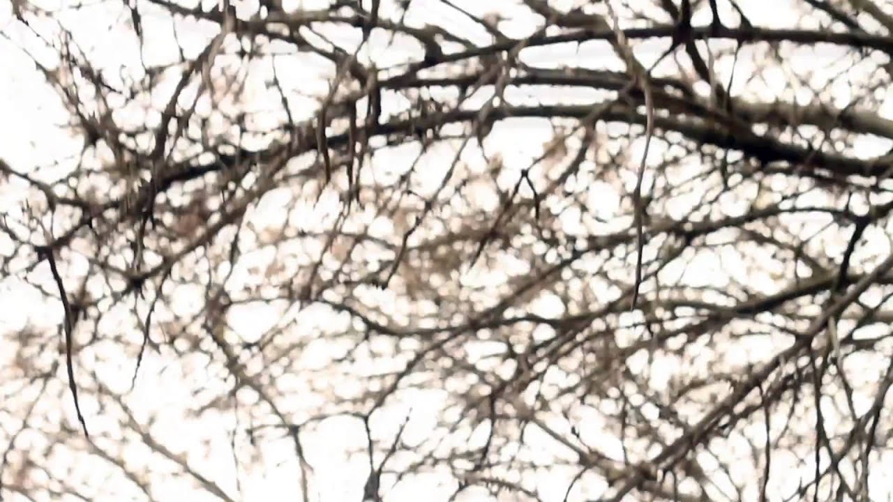 Official Video for "Michael's Song", by Alison May