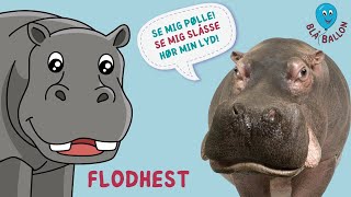 Sjov film om flodhesten for børn. Hør flodhestens lyd. Se flodheste slås og spise græs. Dyrefilm. Sjov film om flodhesten for børn. Hør flodhestens lyd. Se flodheste slås og spise græs. Dyrefilm.