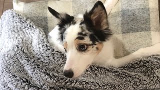 Australian Shepherd Health Update | What’s Going on With Luca by This Olde Thing 1,274 views 4 years ago 6 minutes, 19 seconds