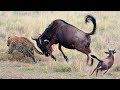 Admirável Mãe Wildebeast Salvar bebê de chita em África- Chita que caça falha