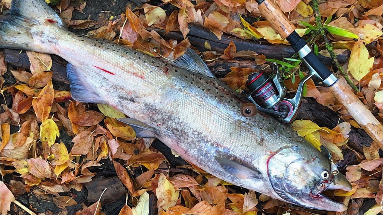 Umatilla River Fall Run Salmon Fishing 