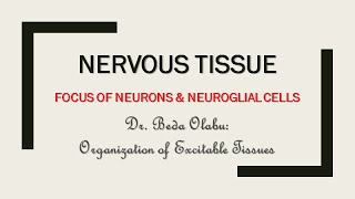 NERVOUS TISSUE ORGANIZATION