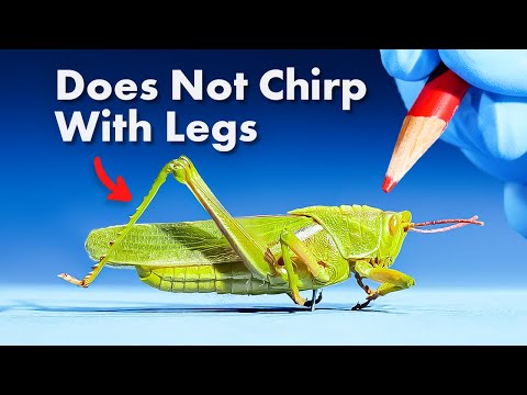 Video: 3 manieren om voor een katydid-insect te zorgen