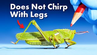 Everything You Didn't Know About Grasshoppers