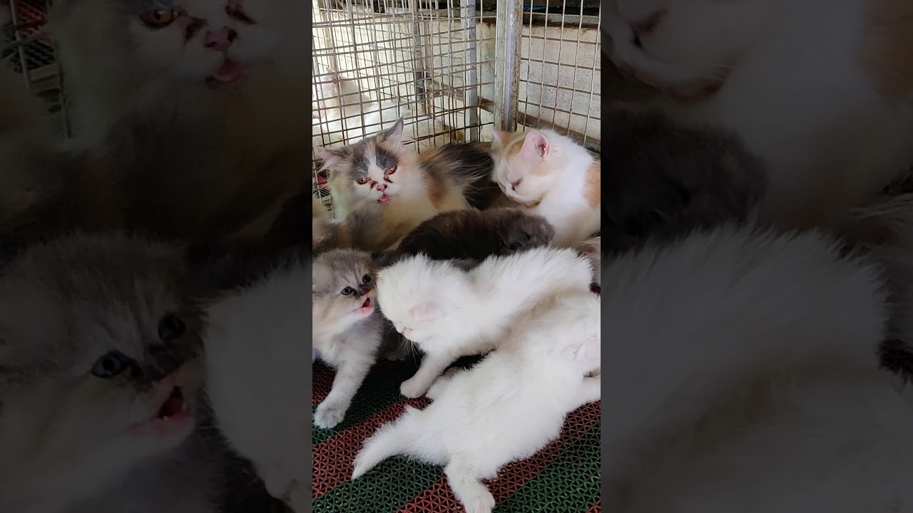 Persian cat for sale Kerala Calicut -9048725242(5) - YouTube