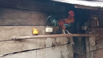 Saib qaib dib tuaj zoo nyob moo cab nawb kv tij laug nkawv cov qaib dib coob tiag2