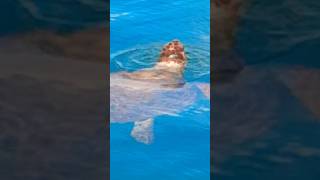 sea turtle anavysoss #greece #travel #athensriviera #summer #sports #seaturtle #athens #anavysoss