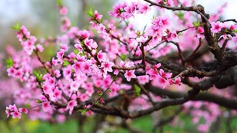 Cá bống gói lá chuối nướng