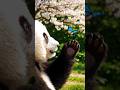 CURIOUS PANDA AND BUTTERFLY#shorts #panda #butterfly