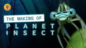 The Making of Planet Insect: Filmmaking In A Pandemic