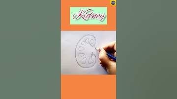 How to draw "Kidney" diagram || #shortsvideo