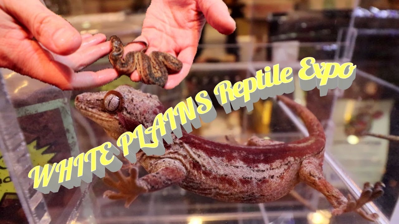 NEW YORK REPTILE EXPO APR 14 2019 + RCE STICKER CONTEST!!!! #