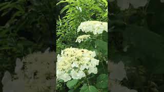 Hydrangea arborescens &#39;Haas Halo&#39; and all of her pollinators.