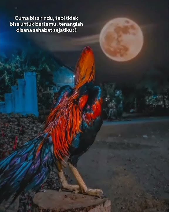 🔴Story wa Ayam jago,,#viral