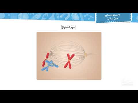 الانقسام المتساوي غير المباشر