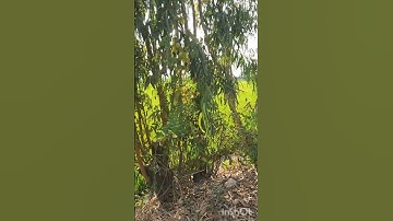 Chủ cần bán nhanh DT9.600m2 đất thuộc huyện Mộc Hóa tỉnh Long An lh 0816556639