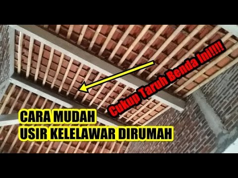 Video: Cara Menghilangkan Kelawar Di Balkoni, Rumah, Apartmen, Loteng, Di Bawah Bumbung, Dan Di Tempat Lain