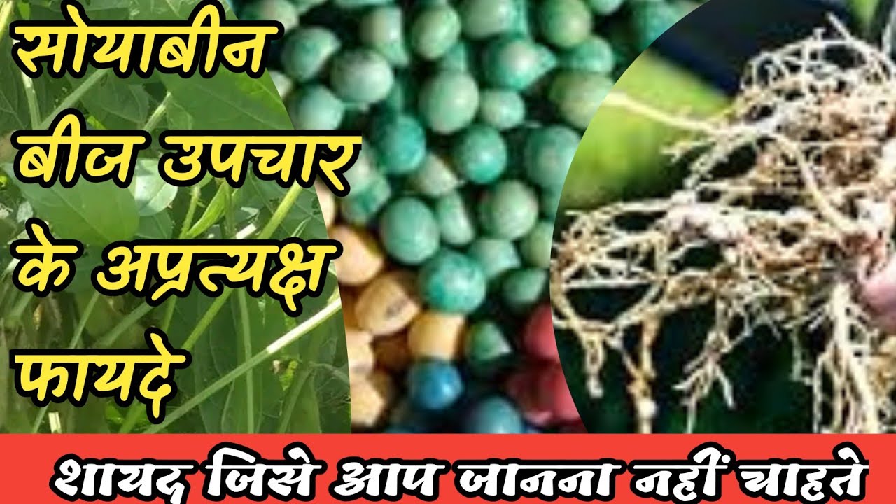 Soyabean bij upchar ke fayde // Soybean seed treatment benefits