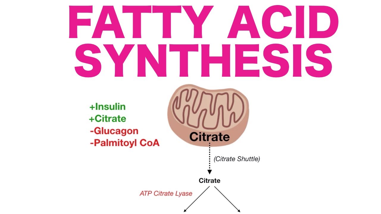 How Fatty Acids Are Synthesized In Our Body?