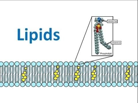 lipids biology fatty acids lipid biomolecules rancidity biomolecule penjelasan saponification hydrogenation peroxidation suplemen