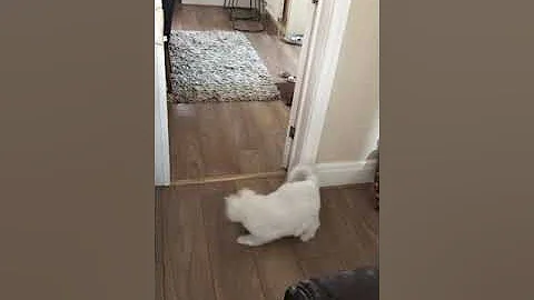 Watch the video about Chinchilla Cat Mr Boo play time