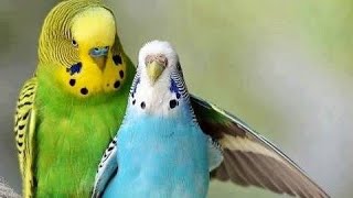 صدای مرغ عشق خوشحال Sound of a happy love bird