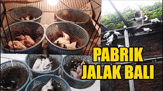 TERNAK JALAK BALI SUDAH SEABREEG...STOK MELIMPAH RUAH DI PENANGKARAN...BISA DI EXPORT GAK SIH..!!