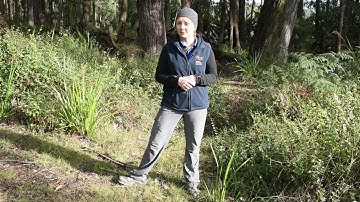 Training Video - Tree Hazards