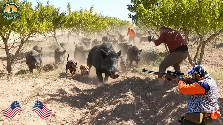 How Farmers and Hunters Deal with Millions of Wild Hogs and Invasive Monkeys | Wild Boar Hunting