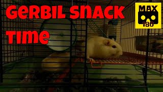 Cute gerbils eating snacks (VR180 - 3D)