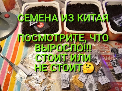 СЕМЕНА ИЗ КИТАЯ, ЧТО ВЫРОСЛО,ТОМАТЫ И ПЕТУНИЯ,СТОИТ ИЛИ НЕ СТОИТ