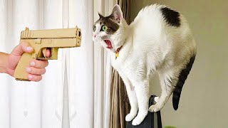 Funny Cats & Dogs Compilation / Funniest Animals Videos #4 by BoBo & BunBun 5,610 views 1 year ago 8 minutes, 34 seconds