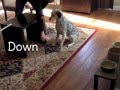 Indoor Dog Obstacle Course Indoor Dog Obstacle Course