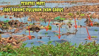 Mancing Tepat Di Sarang Ikan Gabus | Casting Ikan Gabus | Umpan Soft Frog | Oasiz Lure screenshot 2