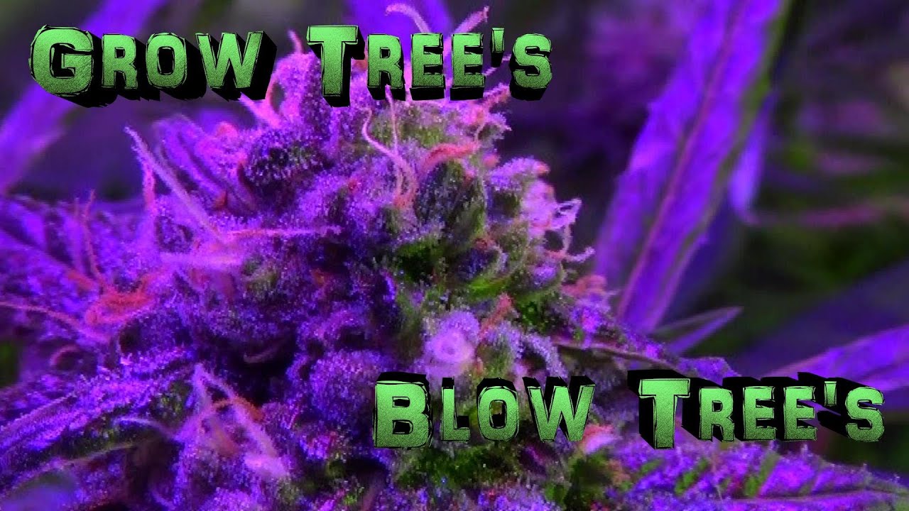 Rare Dankness 501st OG Day 34